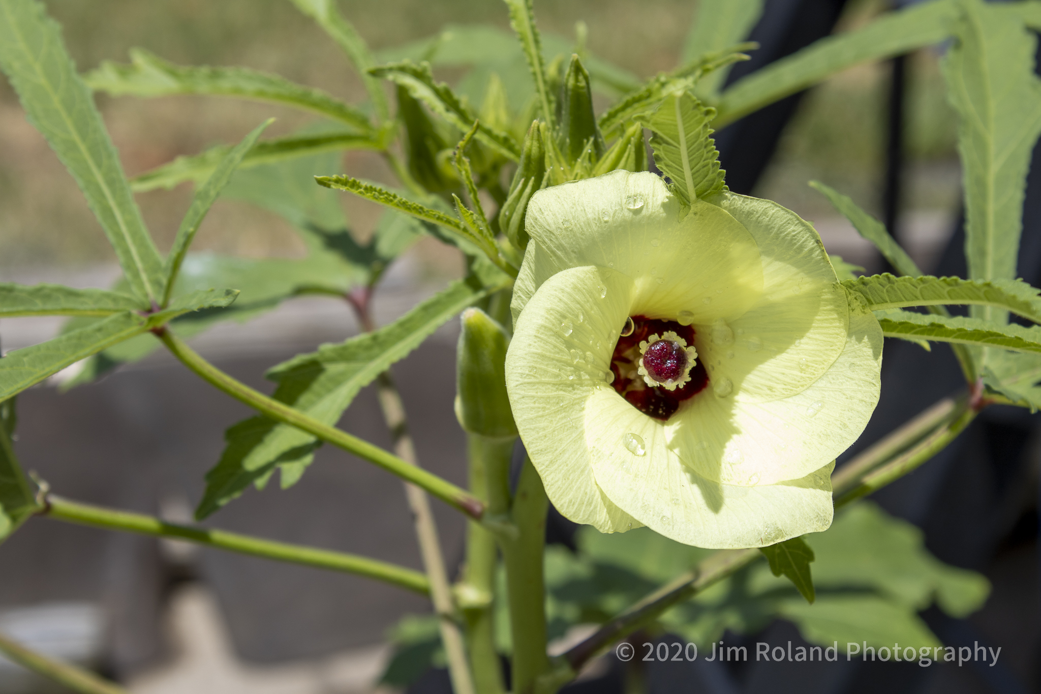 JRP-Nature-PortFolio-lowres